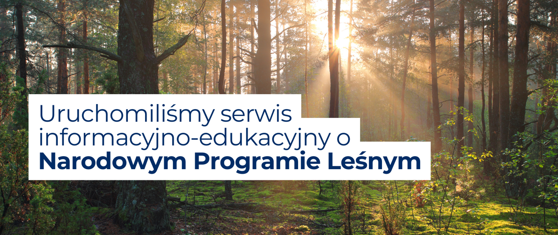 Grafika ilustrująca artykuł: na tle zdjęcia gęstego lasu widoczny jest napis „Uruchomiliśmy serwis informacyjno-edukacyjny o Narodowym Programie Leśnym".