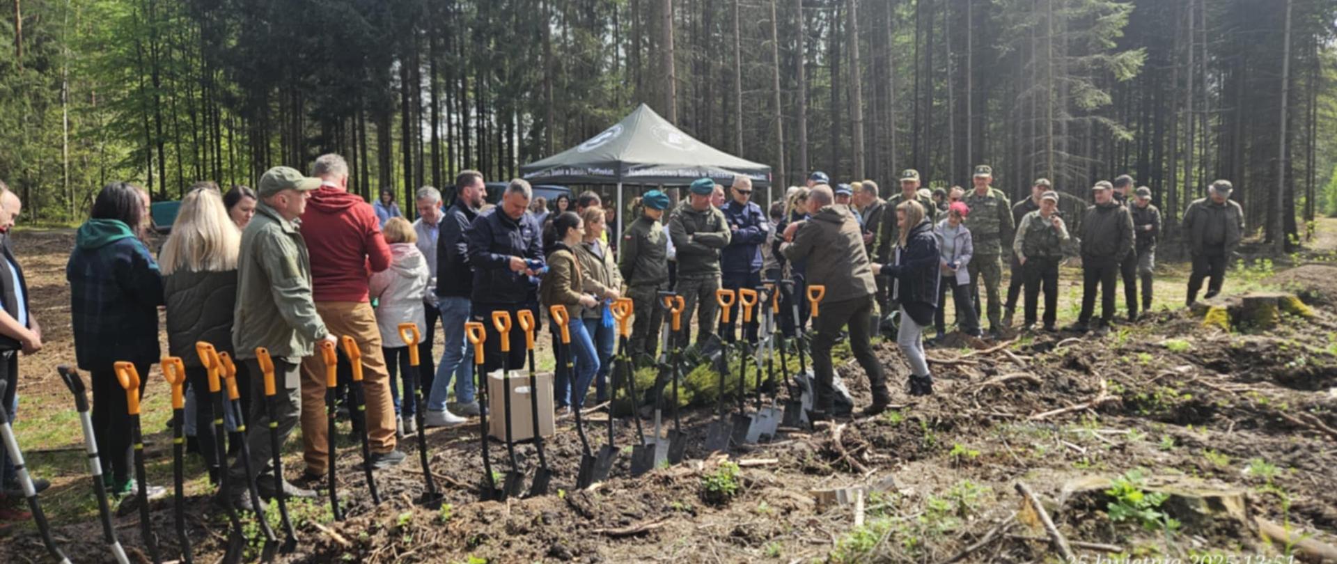 Sadzenie lasu