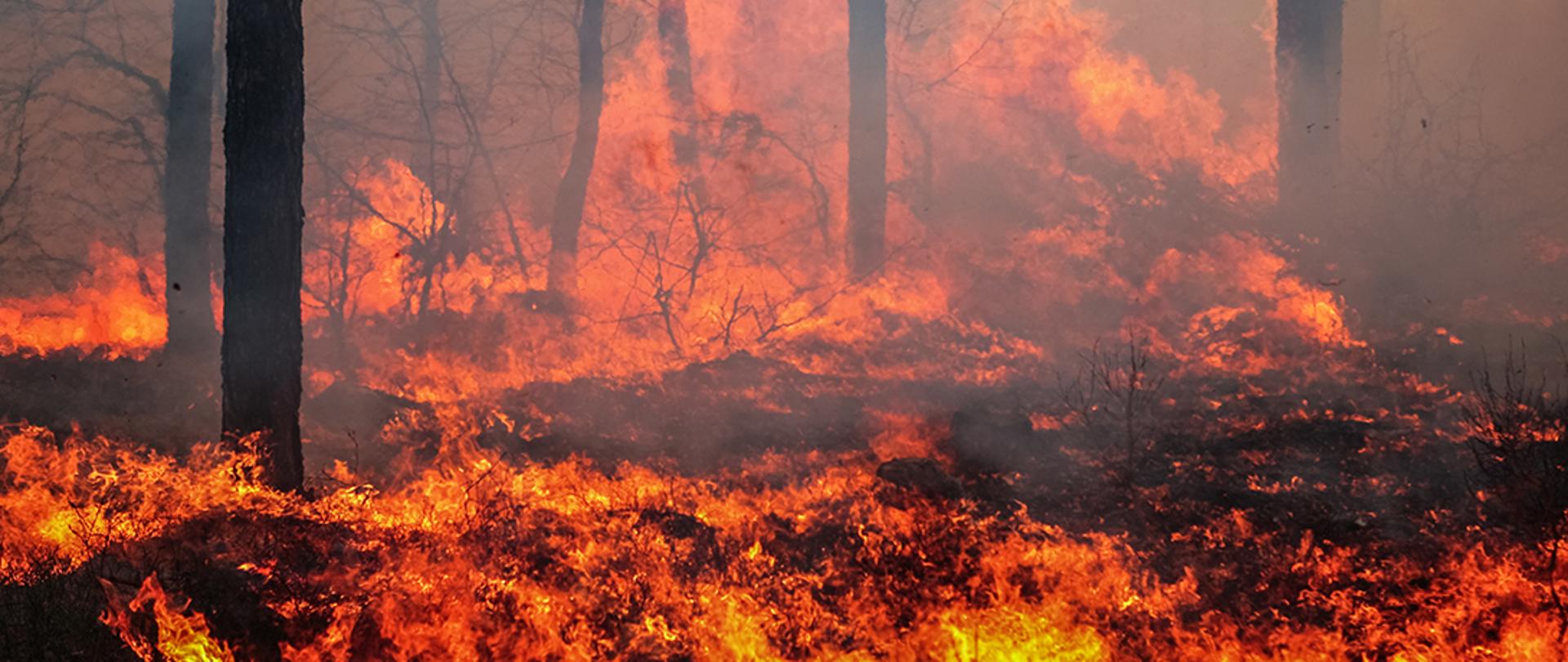 Pożar w lesie.