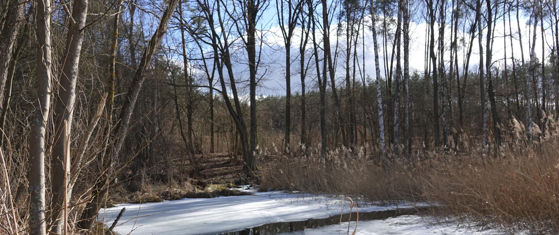 Zamarźnięte oczko wodne w lesie, wokół trzcinowisko i brzozy