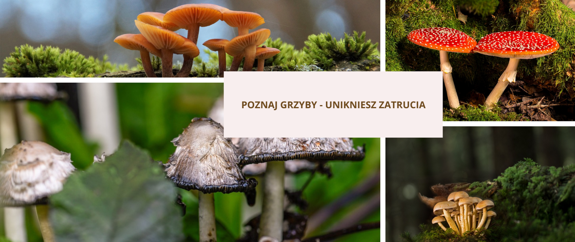 Poznaj grzyby-unikniesz zatrucia