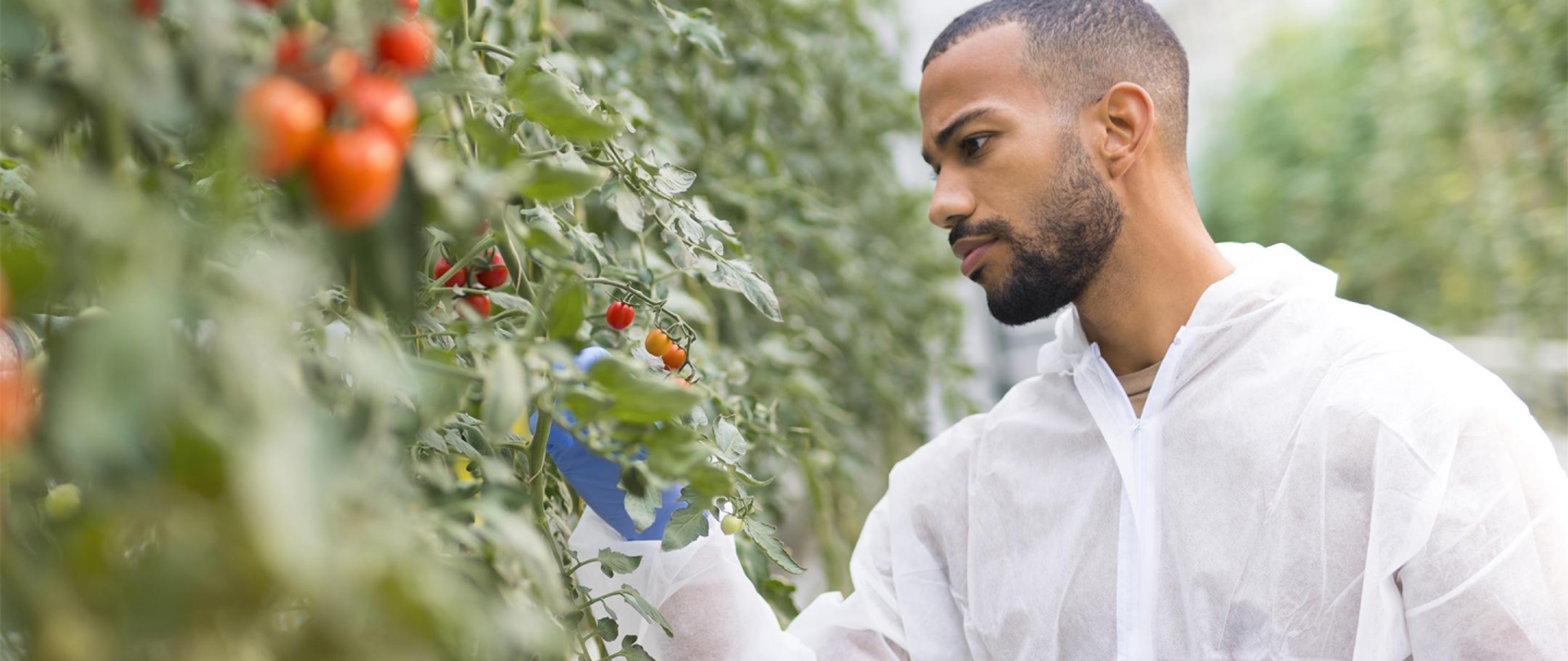 na zdjęciu mężczyzna w białym fartuchu i niebieskich rękawiczkach oglądający warzywa na krzakach