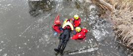 Trzech strażaków wyciąga z wody na noszach typu deska osobę poszkodowaną. 3 strażaków w suchych skafandrach ratowniczych czerwonych.