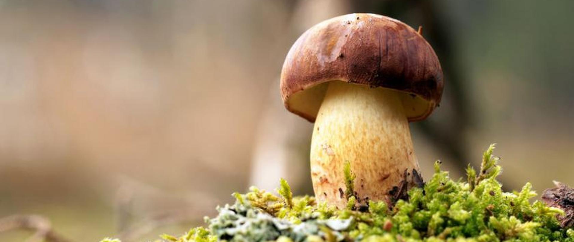 Na zdjęciu widoczny jest grzyb.