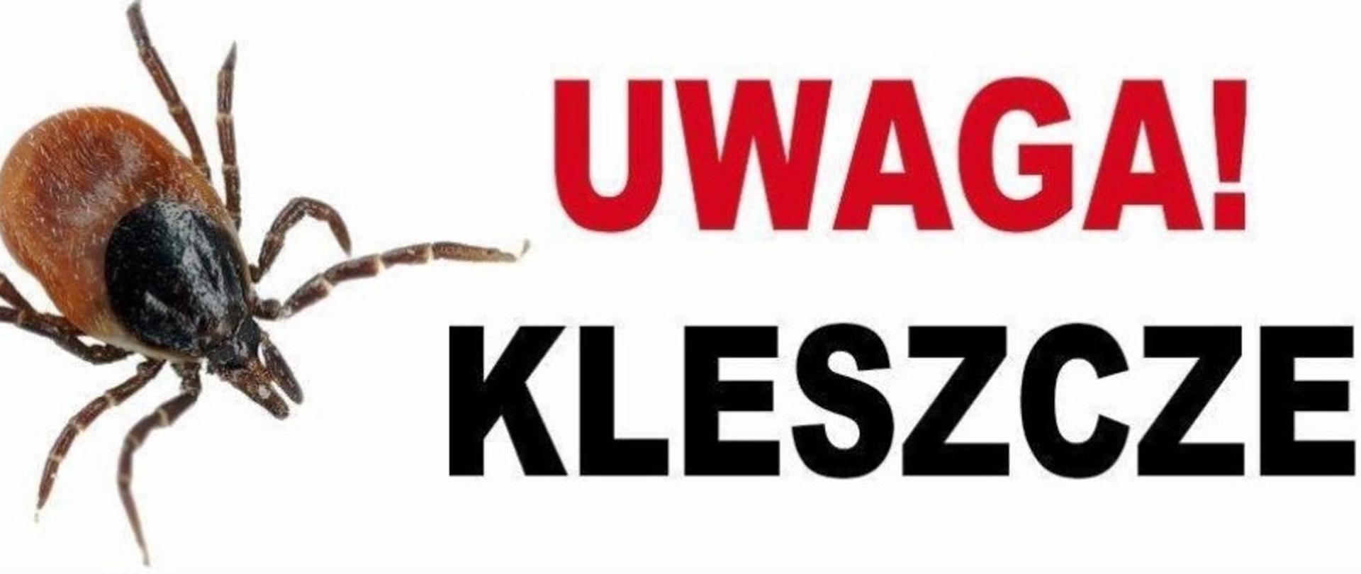 Uwaga! Kleszcze