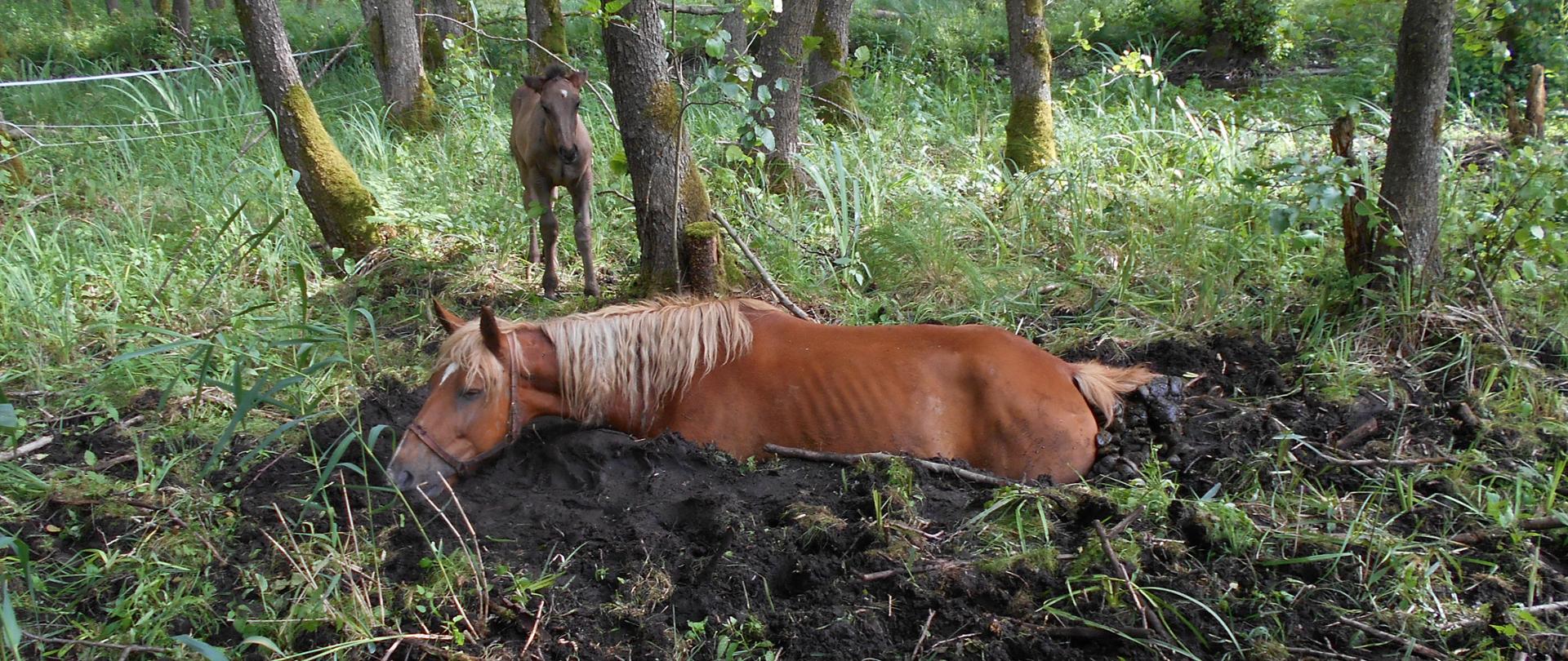 Zdjęcie przedstawia konia, który ugrzązł w bagnie. W tle stoi źrebak .