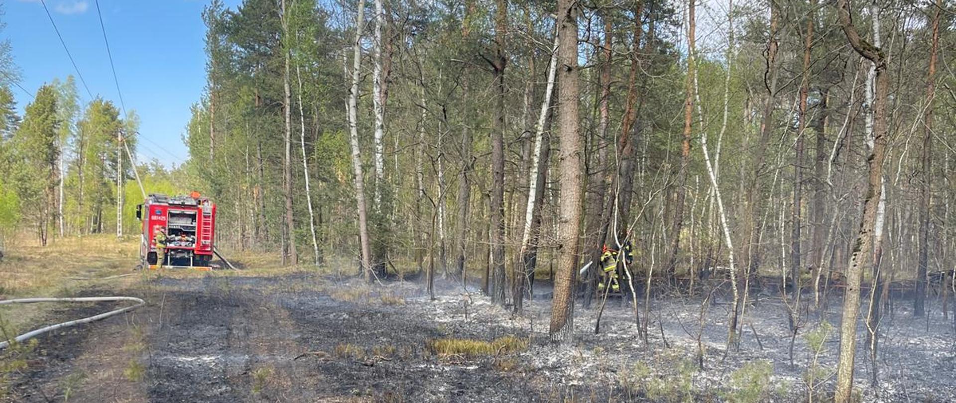 Spalony fragment lasu. Na drodze stoi czerwony samochód strażacki, a strażak wśród drzew dogasza pożarzysko.