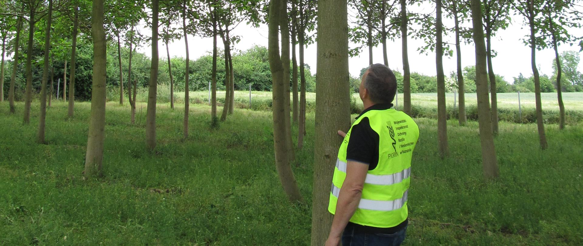 Plantacja drzew z rodzaju Paulownia sp. została poddana obserwacjom przez inspektorów Oddziału w Jarocinie 