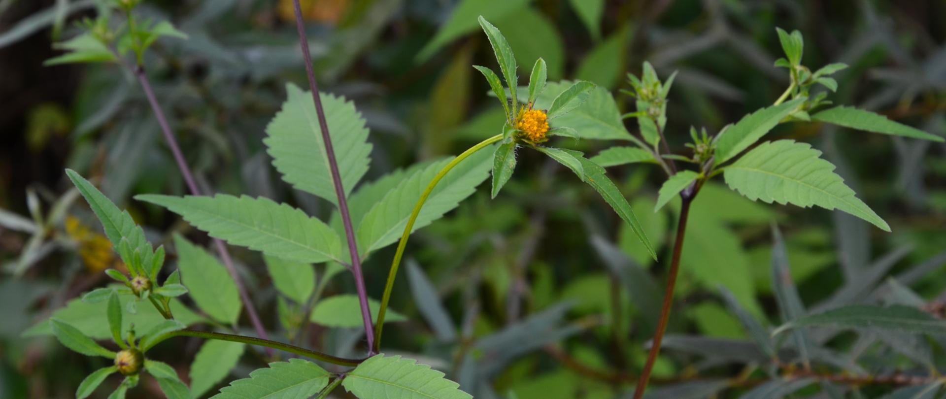 Na zdjęciu uczep amerykański z zielonymi liści i żółtymi kwiatami.