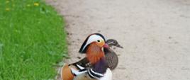 W centralnej części zdjęcia stoi mandarynka o różnobarwnym upierzeniu, zza niej wystaje kolejna mandarynka, lecz o burym upierzeniu. Obie stoją na piaszczystej ścieżce, po lewej stronie zdjęcia zielona trawa.