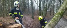 Na zdjęciu widzimy dwóch strażaków podczas usuwania powalonego przez silny wiatr drzewa.