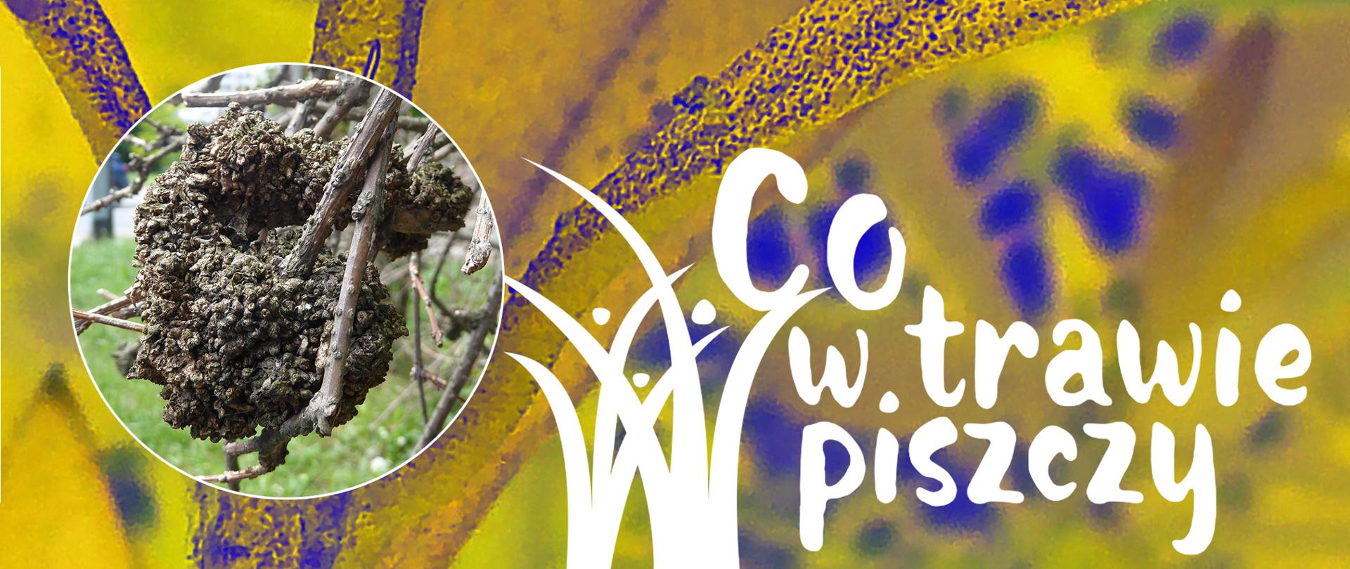 grafika tytułowa do cyklu "Co w trawie piszczy", która przedstawia guzowatą narośl na forsycji 