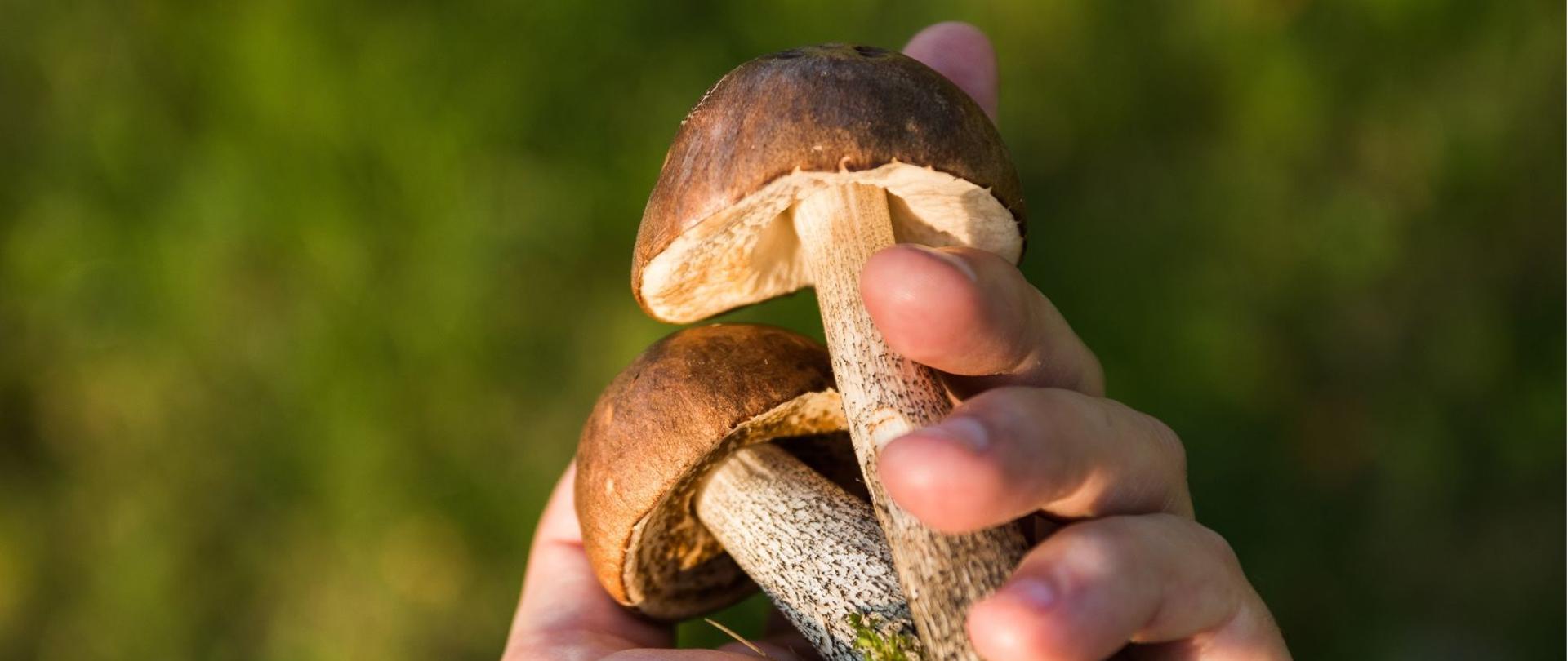 Porady grzybowe w PSSE w Rypinie