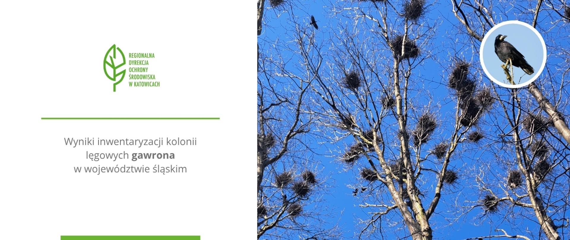 Grafika - wyniki inwentaryzacji kolonii lęgowych gawrona w województwie śląskim