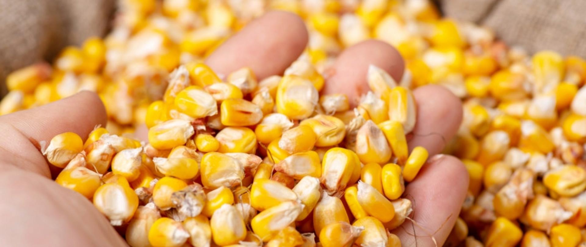 Ziarno kukurydzy rozsypane na dłoni
