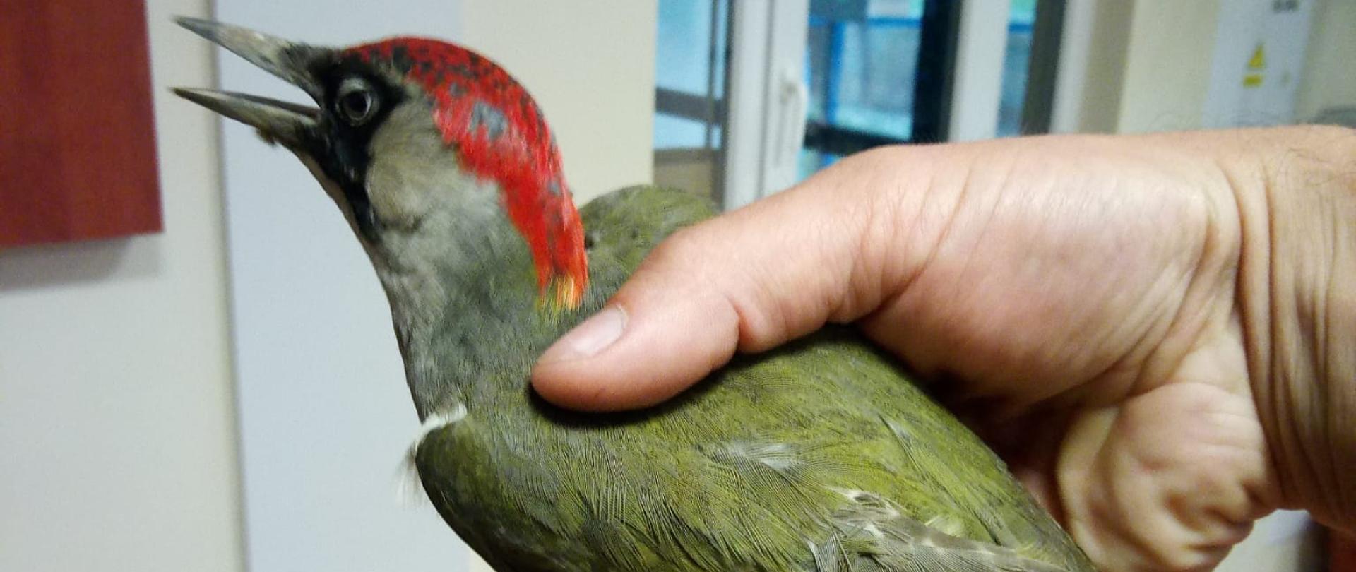 dzięcioł zielony w ludzkiej ręce, w tle pomieszczenie biura 