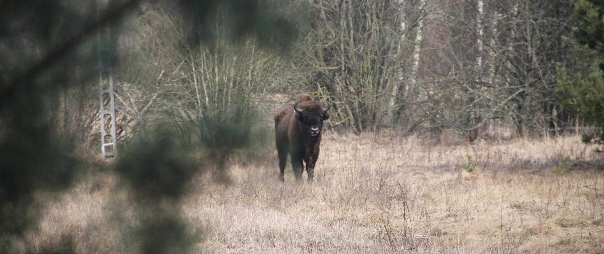 Żubr Bison bonasus 