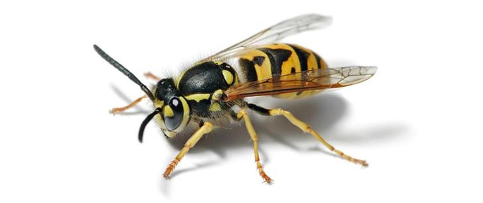 Mając na względzie zapewnienie na terenie całego kraju jednolitych standardów udzielanej pomocy podczas zagrożeń stwarzanych przez owady błonkoskrzydłe (np. osy, szerszenie, pszczoły) opracowane zostały „Zasady postępowania podczas interwencji prowadzonych w związku ze zgłoszeniem wystąpienia zagrożeń od rojów lub gniazd owadów błonkoskrzydłych”.
Straż pożarna podejmuje wszelkie niezbędne działania zmierzające do usunięcia roju lub gniazda owadów błonkoskrzydłych z miejsc, w których stwarzają one bezpośrednie zagrożenie dla życia lub zdrowia ludzkiego, w szczególności dotyczy to obecności osób o ograniczonej zdolności poruszania się, czy z budynków użyteczności publicznej oraz placówek oświatowych.
W pozostałych przypadkach, przypominamy, że zgodnie z art. 61 ustawy „Prawo budowlane”, zapewnienie bezpiecznego użytkowania obiektu należy do właściciela lub zarządcy obiektu.
Zwracamy się z prośbą o zrozumienie i nie przekazywanie nieprawdziwych informacji o zagrożeniu życia lub zdrowia, jeśli takowe zagrożenie nie występuje.
Wyjazd zastępu w nieuzasadnionym przypadku spowoduje zgodnie z ww. „Zasadami…”: zabezpieczenie terenu działań, ewakuację osób z obiektu i przekazanie terenu działań z zaleceniem, zapewnienia bezpiecznego użytkowania obiektu jego właścicielowi lub zarządcy, zgodnie z „Prawem budowlanym”.
W sytuacji bezpośredniego zagrożenia zdrowia lub życia, straż pożarna podejmuje interwencje, jednak w innych przypadkach, właściwymi instytucjami do likwidacji gniazd są firmy dezynsekcyjne.
Zdarzenia związane z występowaniem owadów błonkoskrzydłych w większości przypadków nie są zdarzeniami nagłymi i odpowiednio administrowanie obiektem, skutecznie uniemożliwia zagnieżdżenie się w nim owadów.
Pamiętajmy również, że każdy z nas może potrzebować pomocy, a nieuzasadniony wyjazd strażaków w miejsce, gdzie nie ma konieczności ich interwencji, powodować może opóźnienia w dotarciu do zdarzeń, gdzie zagrożone jest życie lub zdrowie ludzi.
W związku z powyższym, zwracamy się z apelem o większą rozwagę przy zgłaszaniu potrzeby naszej interwencji.