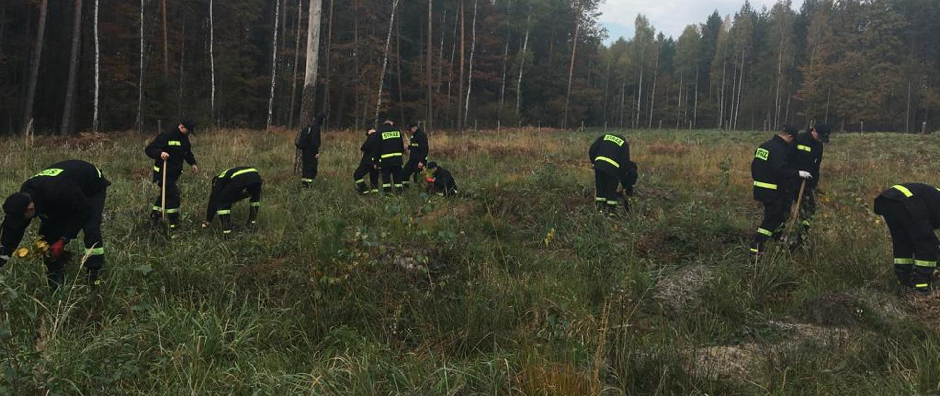 Na zdjęciu kadeci Centralnej Szkoły PSP sadzący sadzonki lipy