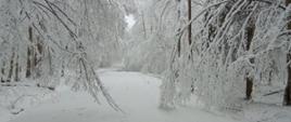 Nad zaśnieżoną drogą schylają się od ciężaru śniegu gałęzie drzew.