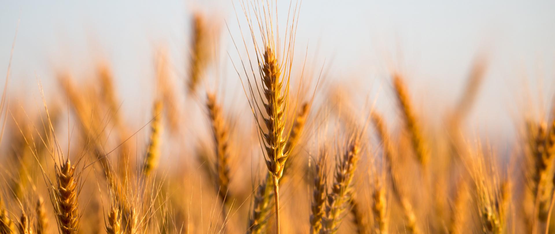 Kłosy zboża