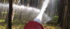 Prądownica strażacka z której leci woda pomiędzy drzewa. W głębi jeszcze dwa inne prądy wody.