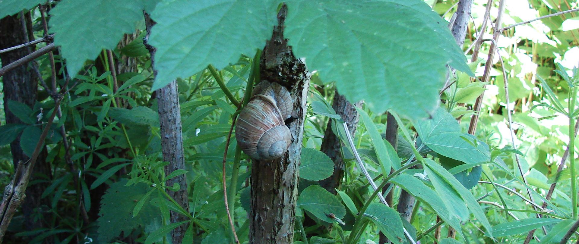 Ślimak winniczek Helix pomatia wspina się po pniu drzewa. Dookoła dużo zielonych liści drzew i krzewów