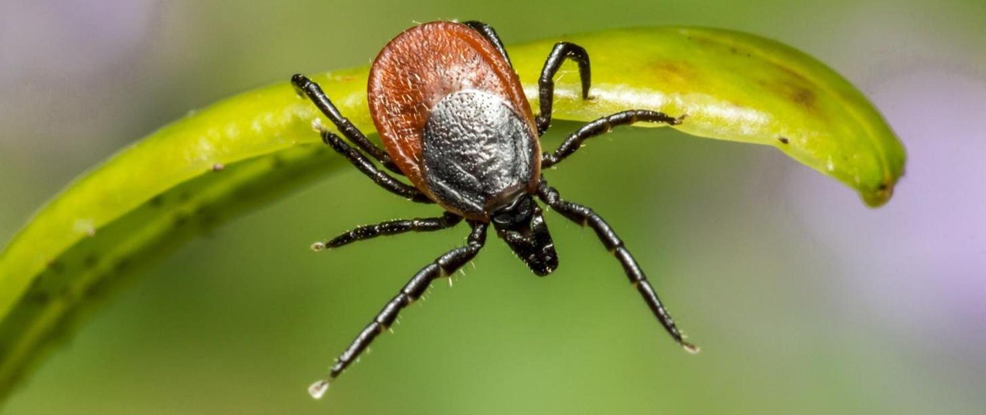 Zdjęcie przedstawia kleszcza
