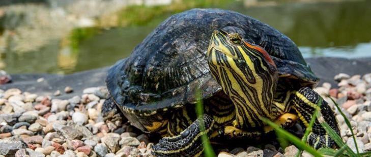 Zdjęcie inwazyjnego gatunku - żółwia czerwonolicego
