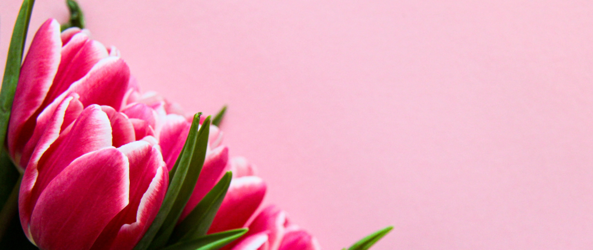 grafika z tekstem, po lewej stornie różowe tulipany po prawej tło w kolorze różowym
