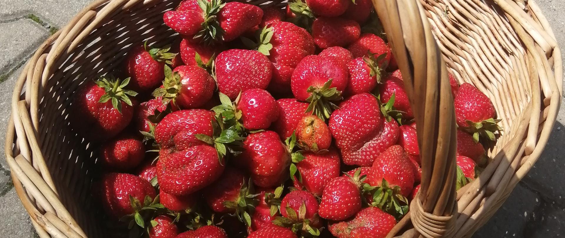 truskawka zwoleńska