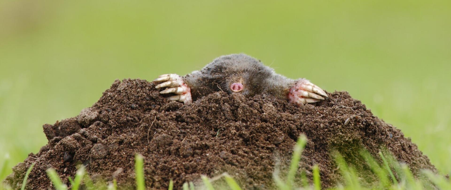 Zdjęcie przedstawia kreta wychodzącego z kretowiska 