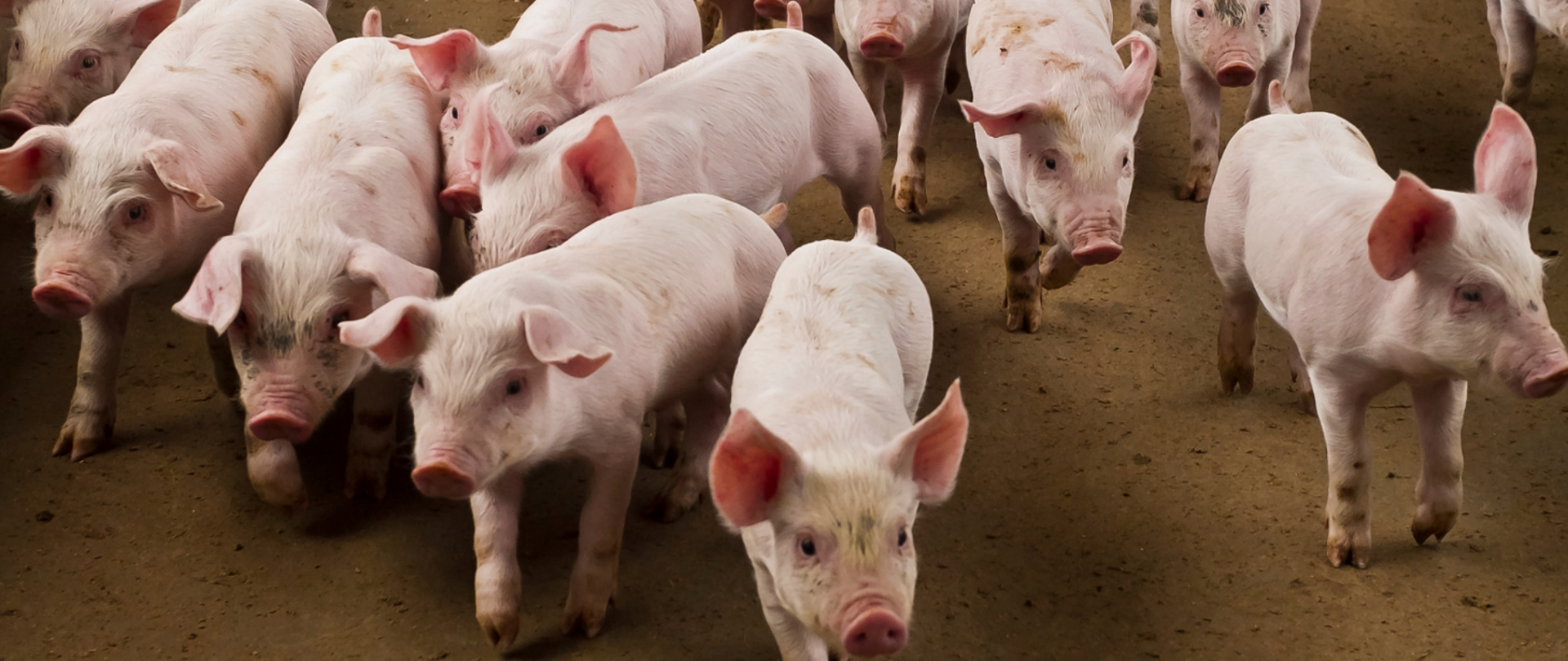 5 podstawowych zasad, które pomogą uchronić Twoje stado przed ASF