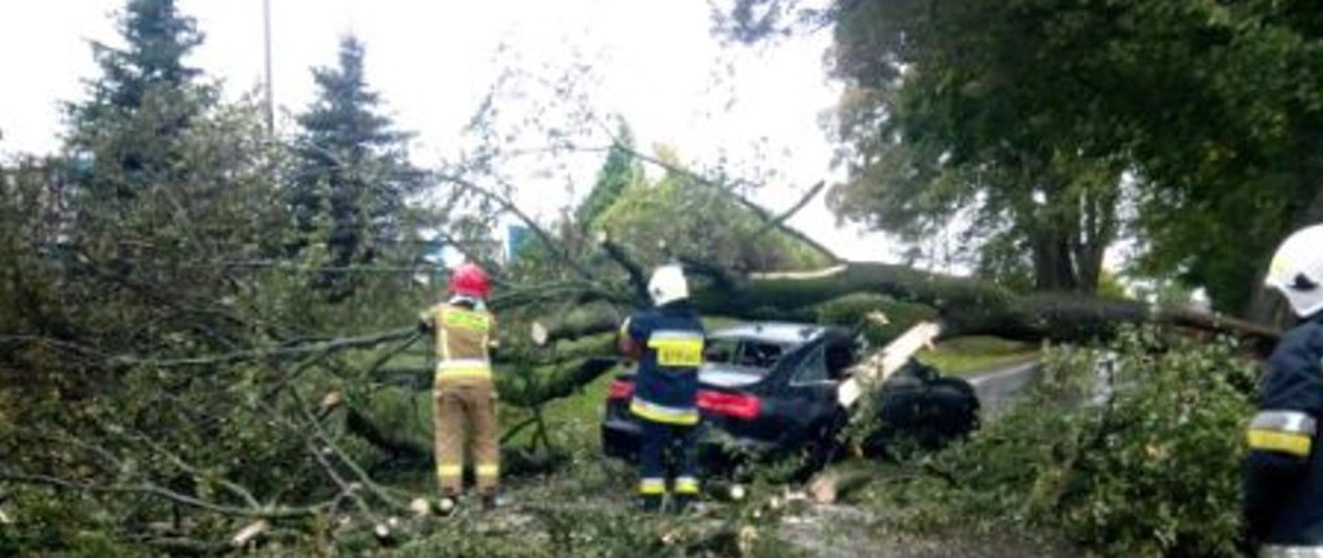 Powalone drzewa – silne wiatry 