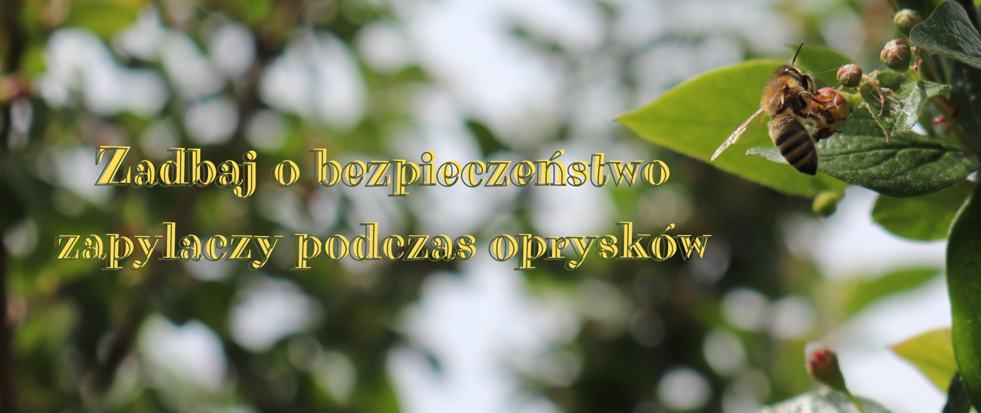 Zadbaj o bezpieczeństwo zapylaczy podczas oprysków 2026