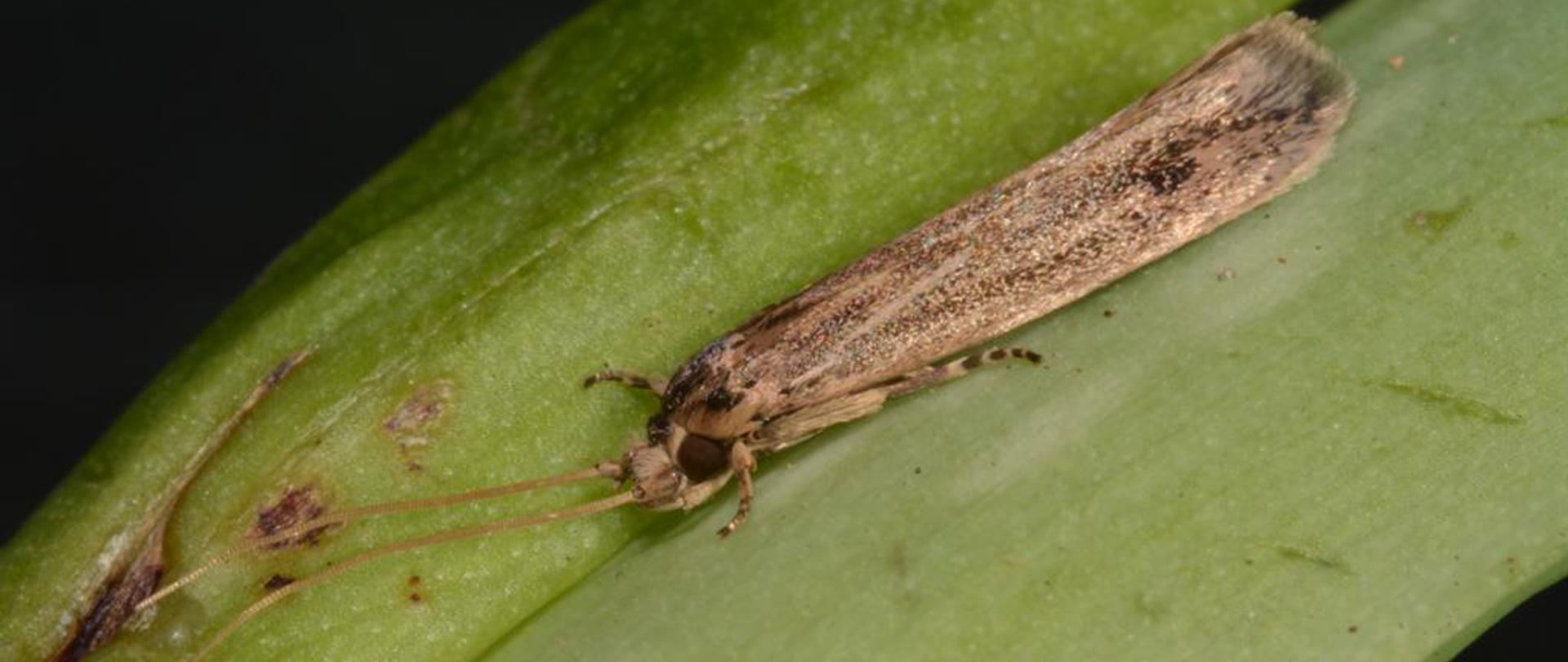 Groźny szkodnik roślin szklarniowych widoczny w powiększeniu - szary motyl siedzący na zielonym liściu.