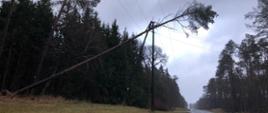 Zdjęcie przedstawia drzewo pochylone i oparte na lini wysokiego napięcia przy drodze krajowej nr 22