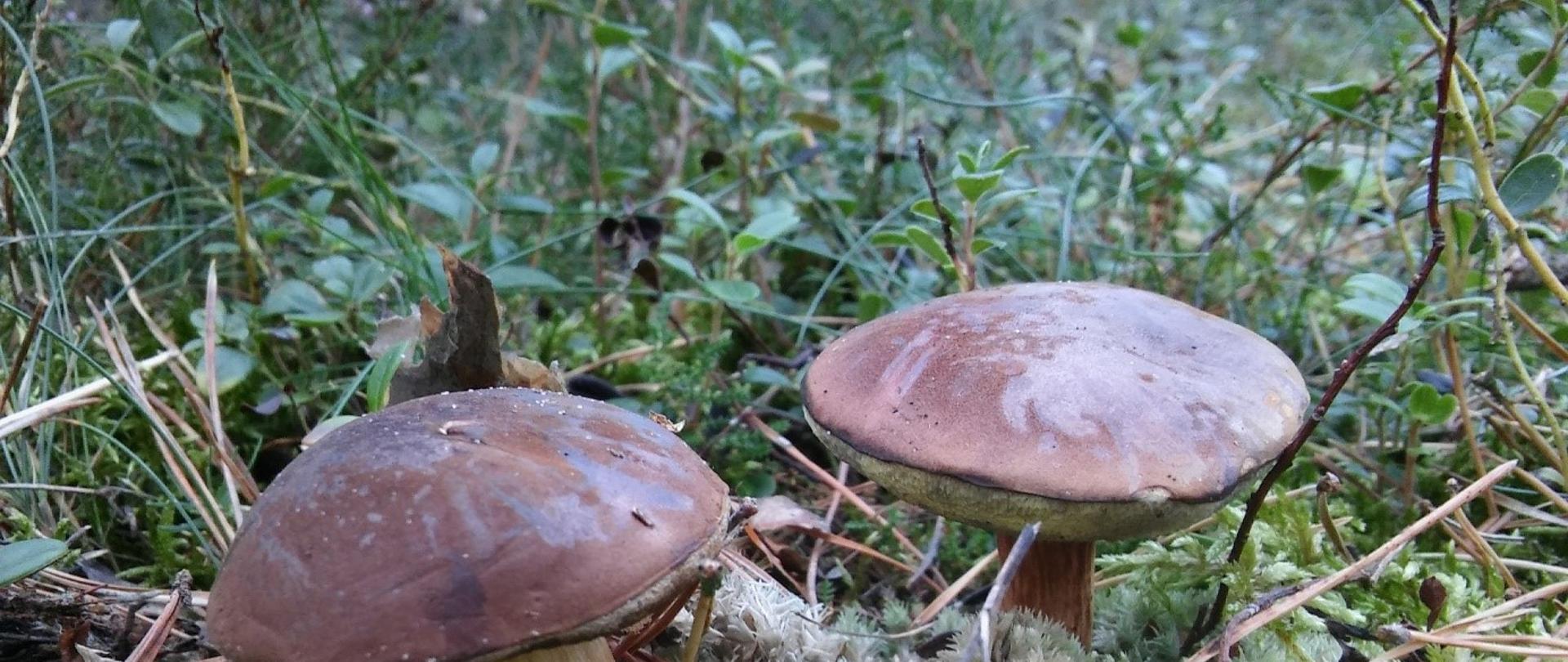 Dwa grzybki rosnące w mchu