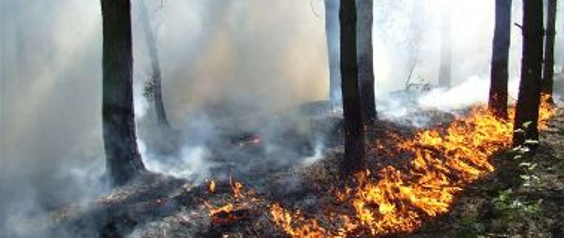 Pożar poszycia leśnego. Duże zadymienie. Ogień rozprzestrzenia się po ściółce zgodnie z kierunkiem wiatru. 