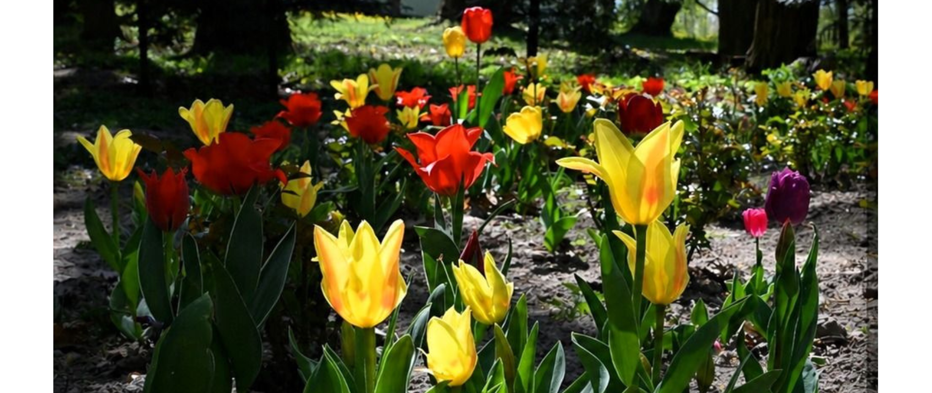 Tulipany już kwitną w ZSCKR w Różańcu