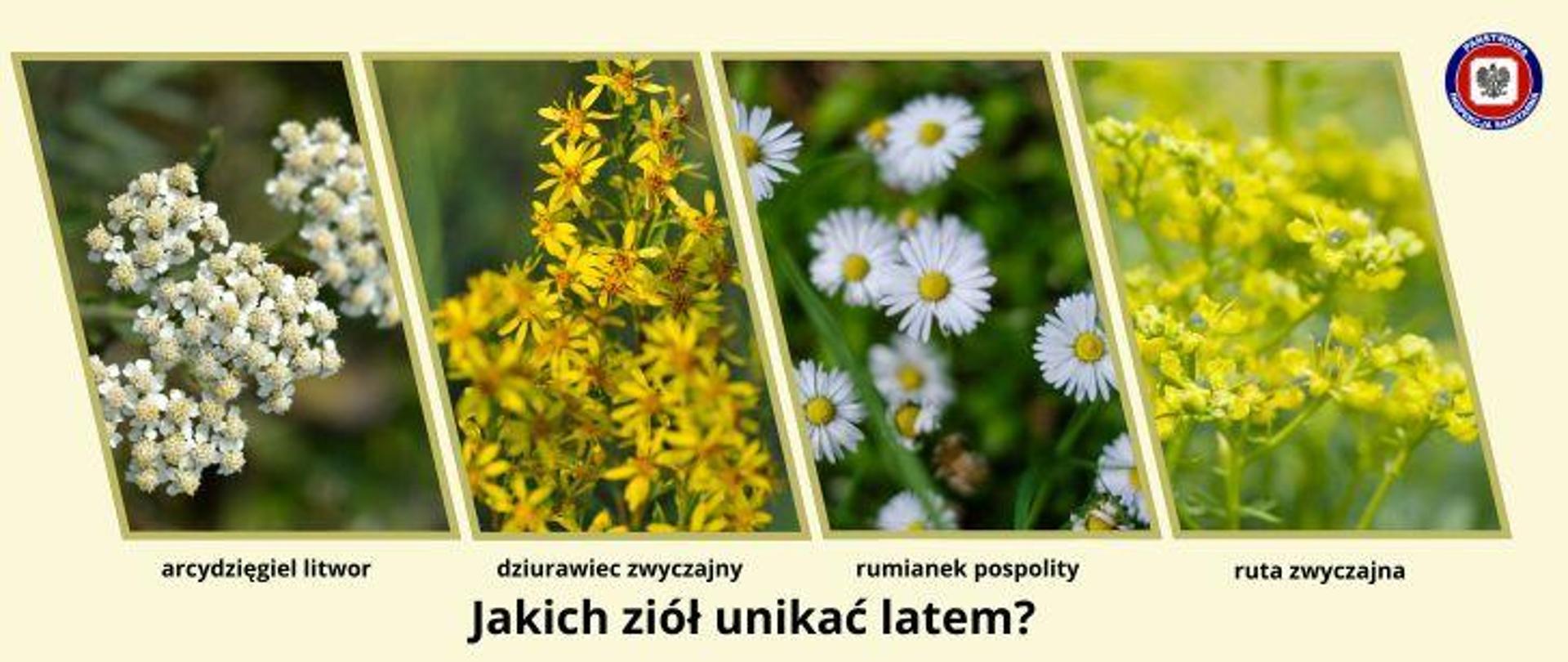 Kolarz czterech zdjęć z różnymi ziołami na jasnożółtym tle. Poniżej zdjęć podpisy z nazwami ziół i ciemny napis Jakich ziół unikać latem? W prawym górnym rogu logo Państwowej Inspekcji Sanitarnej. 