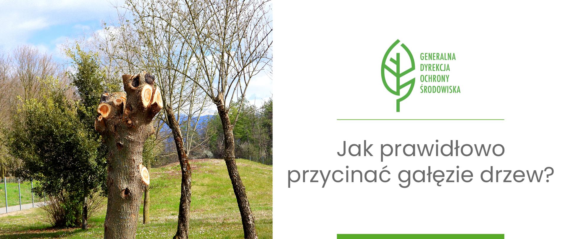 Po lewej stronie panorama z zieloną trawą i drzewami. Na pierwszym planie drzewo z obciętymi gałęziami. Po prawej stronie: logo Generalnej Dyrekcji Ochrony Środowiska (zielony liść) i napis: Jak prawidłowo przycinać gałęzie drzew?