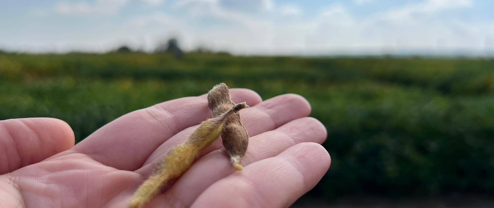 Zdjęcie przedstawia soję, czyli roślinę jednoroczną z rodziny bobowatych (Fabaceae), znaną naukowo jako Glycine max (L.) Merrill. 