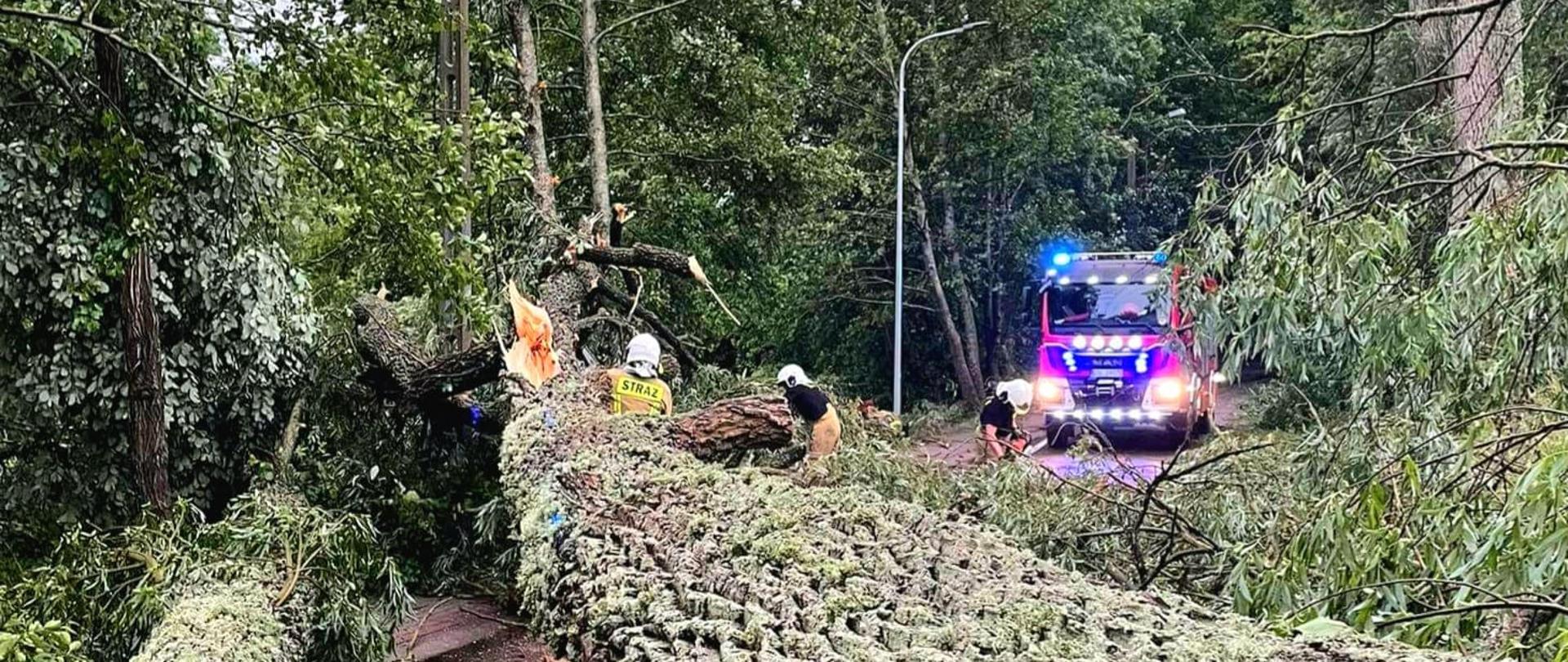 Zdjęcie przedstawia powalone drzewa 