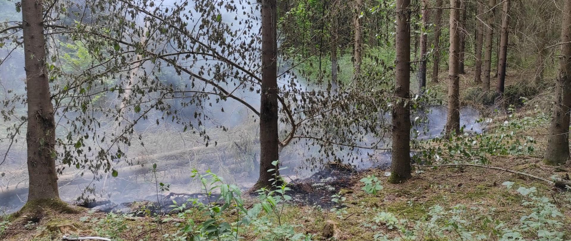 Kłęby dymu wydobywającego się z ziemi, pożar torfowiska, obalone drzewa na wskutek wypalenia korzeni