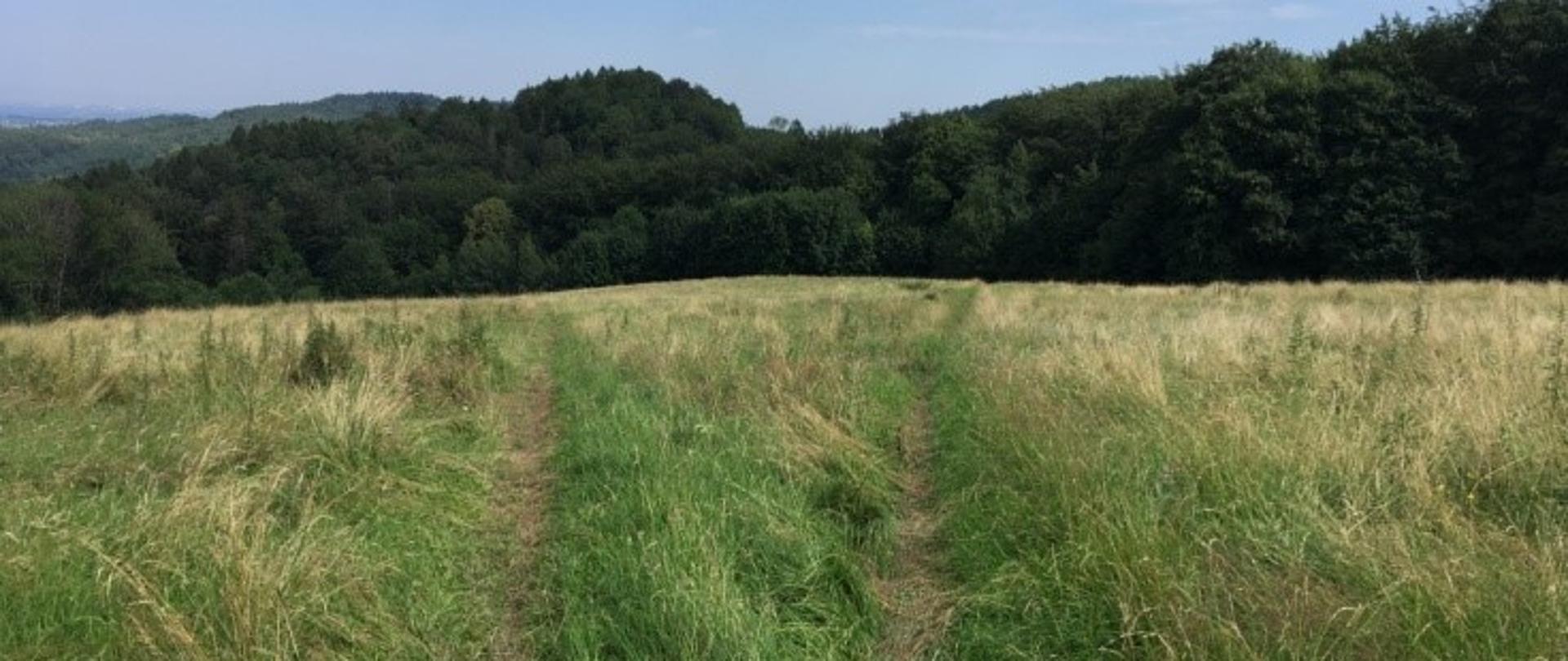 Ślady przejazdu przez łąkę 