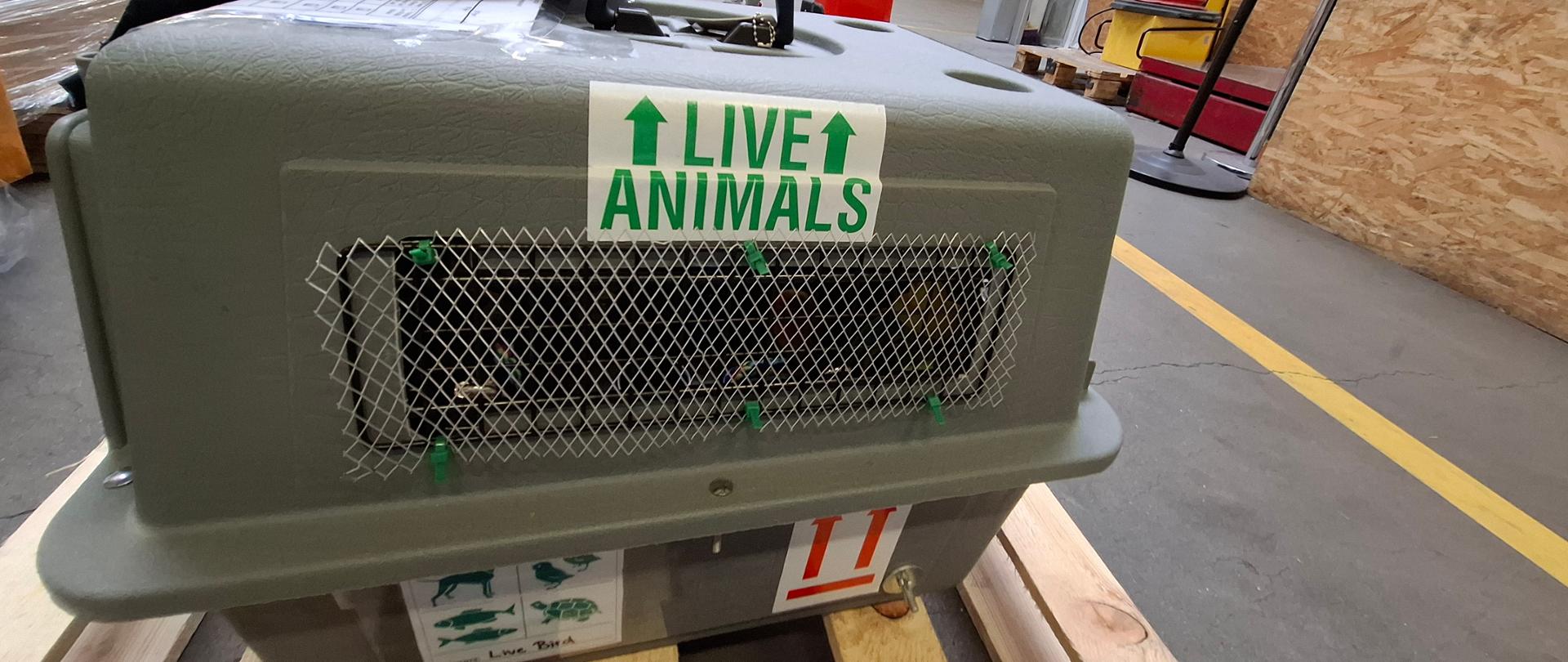 Szary transporter dla zwierząt z uchwytem na górze, ustawiony na palecie w magazynie. Na transporterze widoczna jest zielona naklejka z napisem ‘LIVE ANIMALS’ oraz kratka wentylacyjna zabezpieczona siatką. W tle osoba w pomarańczowej kamizelce i elementy magazynu.