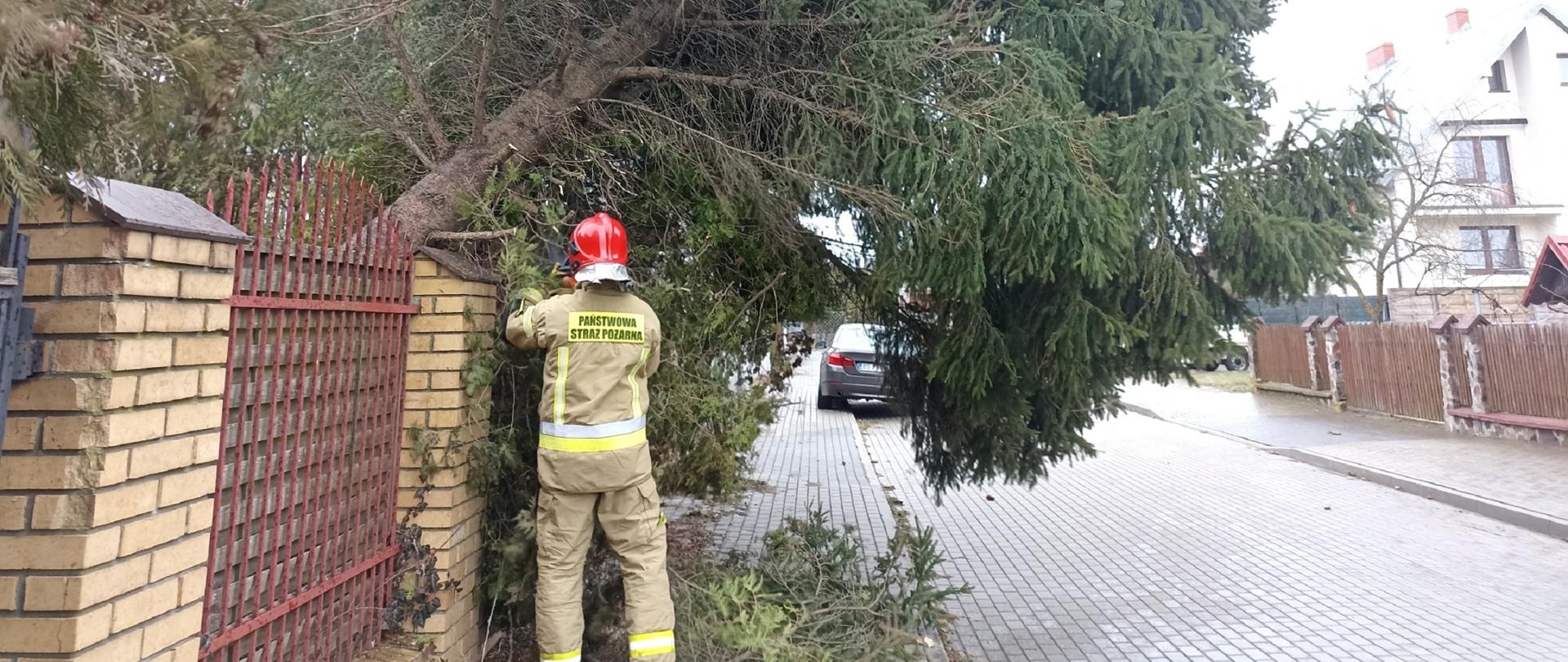 Drzewo oparte o płot przy którym pracuje strażak PSP.