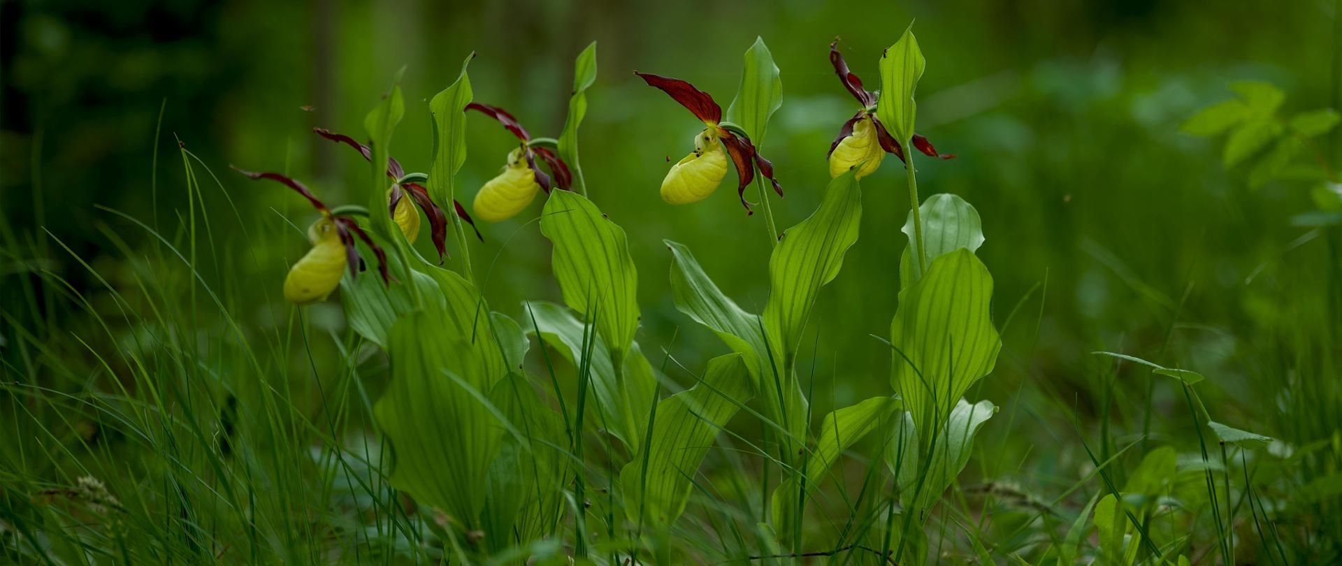 Zdjęcie autorstwa Lauri Poldre z Pexels: https://www.pexels.com/pl-pl/zdjecie/drewno-swit-kwiaty-lato-17145462/