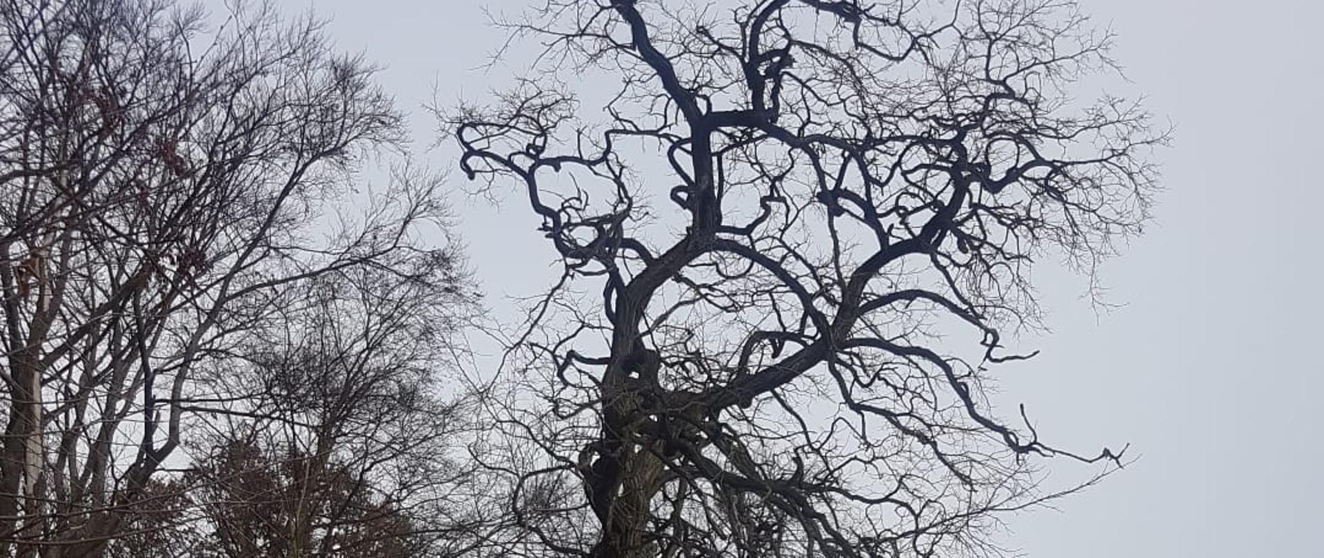 Drzewo pochylone nad linią energetyczną